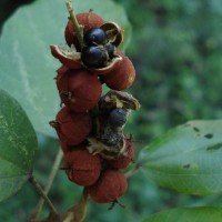 Mallotus philippensis (Lam.) Müll.Arg.